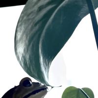 セージ,バナナ,モンステラ,白紫檀,ムサドワーフ キャベンディッシュの画像