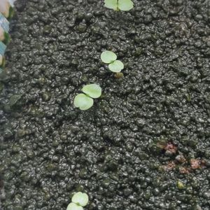 すみれ丸,メストクレマ マクロリズム,ドルステニア ヒルデブランディー,多肉植物,塊根植物の画像
