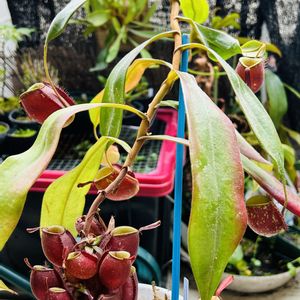 Nepenthes ampllaria "Black Miracle",温室,熱帯植物,ネペンテス属,食虫植物・ウツボカズラの画像