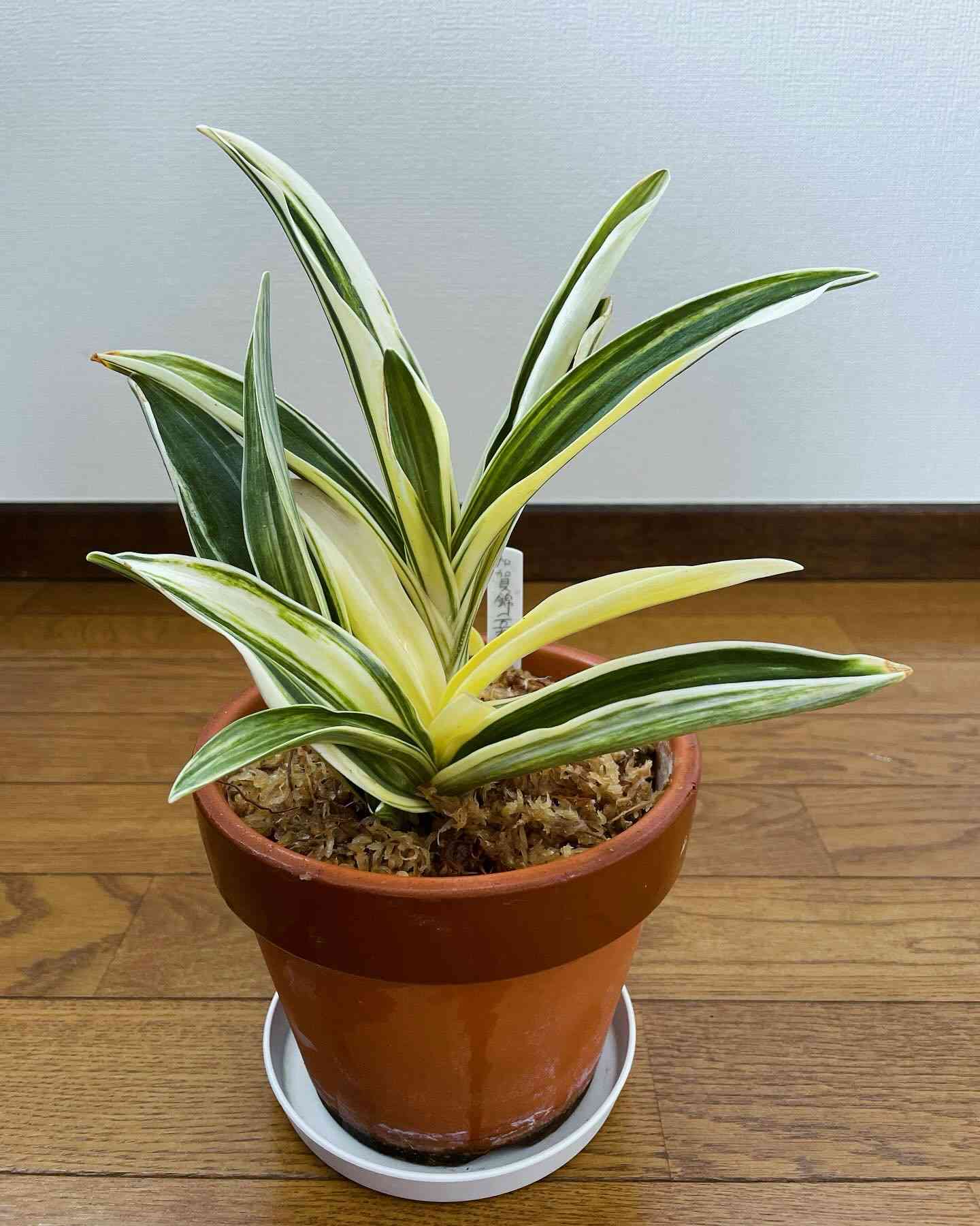 3　無双　万年青 おもと オモト 12 桜岳錦 万年青 おもと オモト