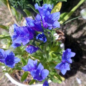 エキウム ブルーベッダー,種まき,花のある暮らし,癒しの植物,可愛い花の画像