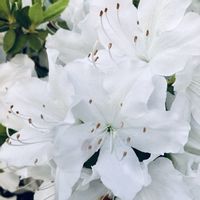 ツツジ,サツキ,花言葉,白い花,GSの繋がりに感謝♡の画像