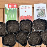 夏野菜,種から育てる,植物に癒される,野菜遺産,バルコニー/ベランダの画像