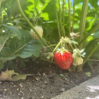 イチゴ,露地栽培,小さな庭の画像