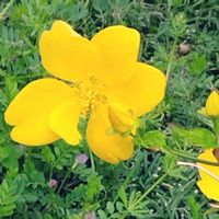 ヤマブキの画像