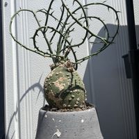 アデニア・グラウカ,アデニア グロボーサ,塊根植物,芽吹き,コーデックスの画像