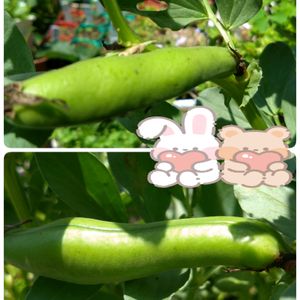 空豆の赤ちゃん,プランター栽培,空豆,そら豆の栽培,プランター野菜栽培の画像
