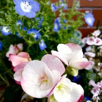 リーガス･ベゴニア,多肉植物,ガーデニング,お花,自然観察の画像