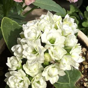 カランコエ,鉢植え,挿し木,白い花,花のある暮らしの画像
