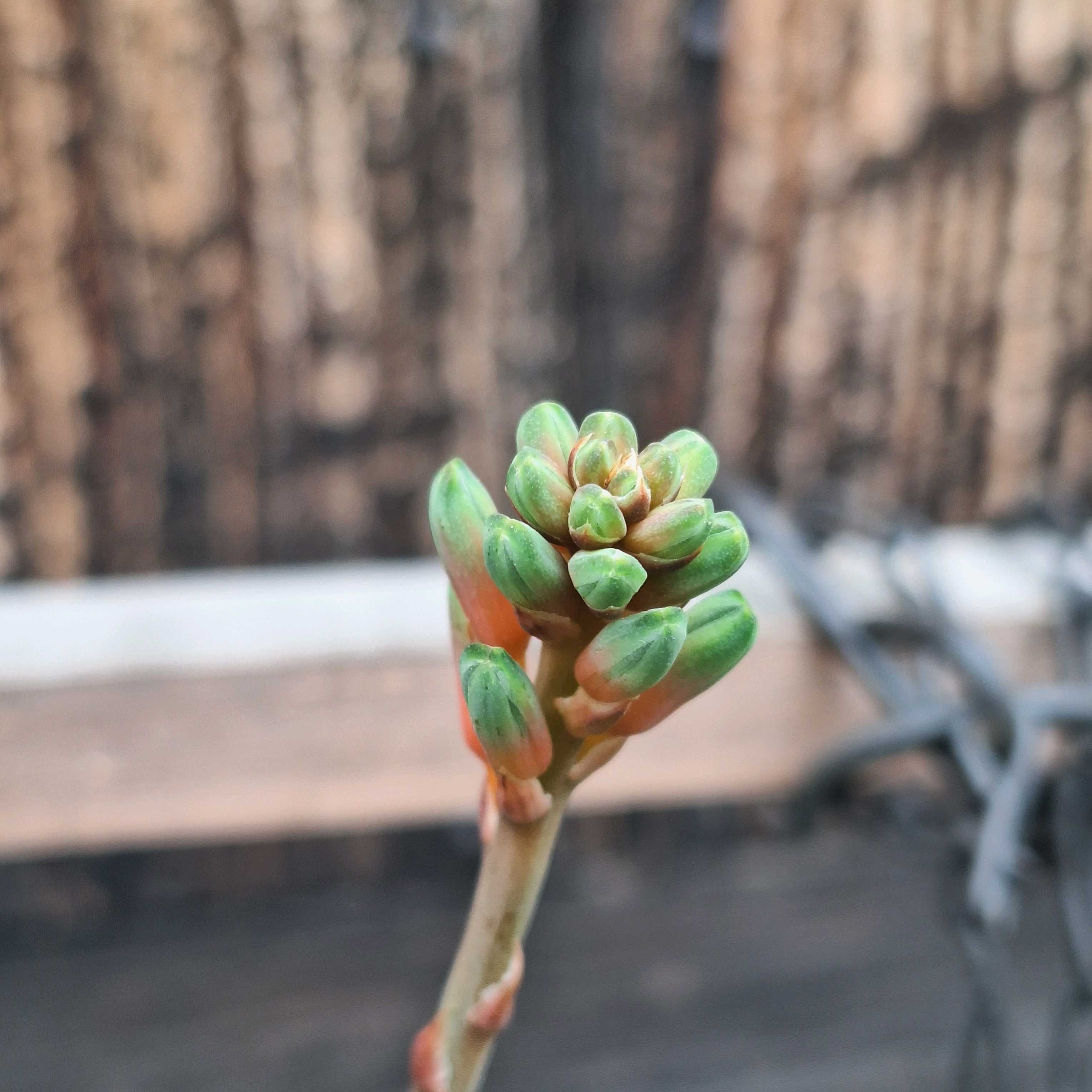 翡翠殿の花が咲くまで｜🍀GreenSnap（グリーンスナップ）