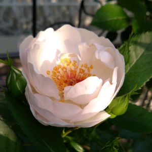 薔薇,薔薇,花のある暮らし,可愛い花,薔薇ジャクリーヌ・デュ・プレの画像