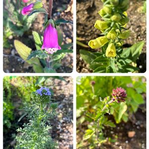 花芽,春の庭,富山支部,腰痛,GSアダルトチームの画像