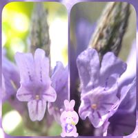 レースラベンダー,小さな花,心に笑顔の花をの画像