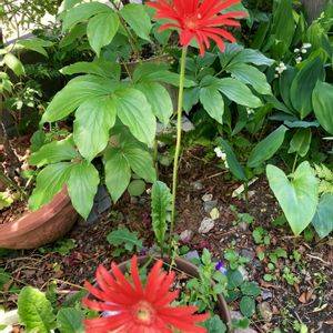 ガーベラ,原種ガーベラ,真っ赤,花のある暮らし,おうち園芸の画像
