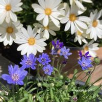 キララ,フェリシア,フェリシア・スプリングメルヘン,小さな花,種まきっ子の画像