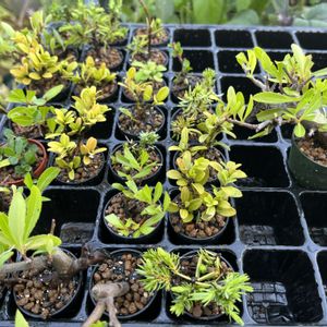 ピラカンサ,杜松,台湾ツゲ,小品盆栽,ミニ盆栽の画像