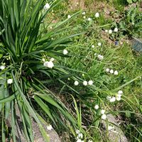 スノーフレーク,ムスカリ,仲良し植物の画像