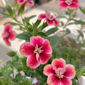 ミリオンベルプチホイップ,ミリオンベルプチホイップ　ストロベリー,かわいい,開花,プランターの画像