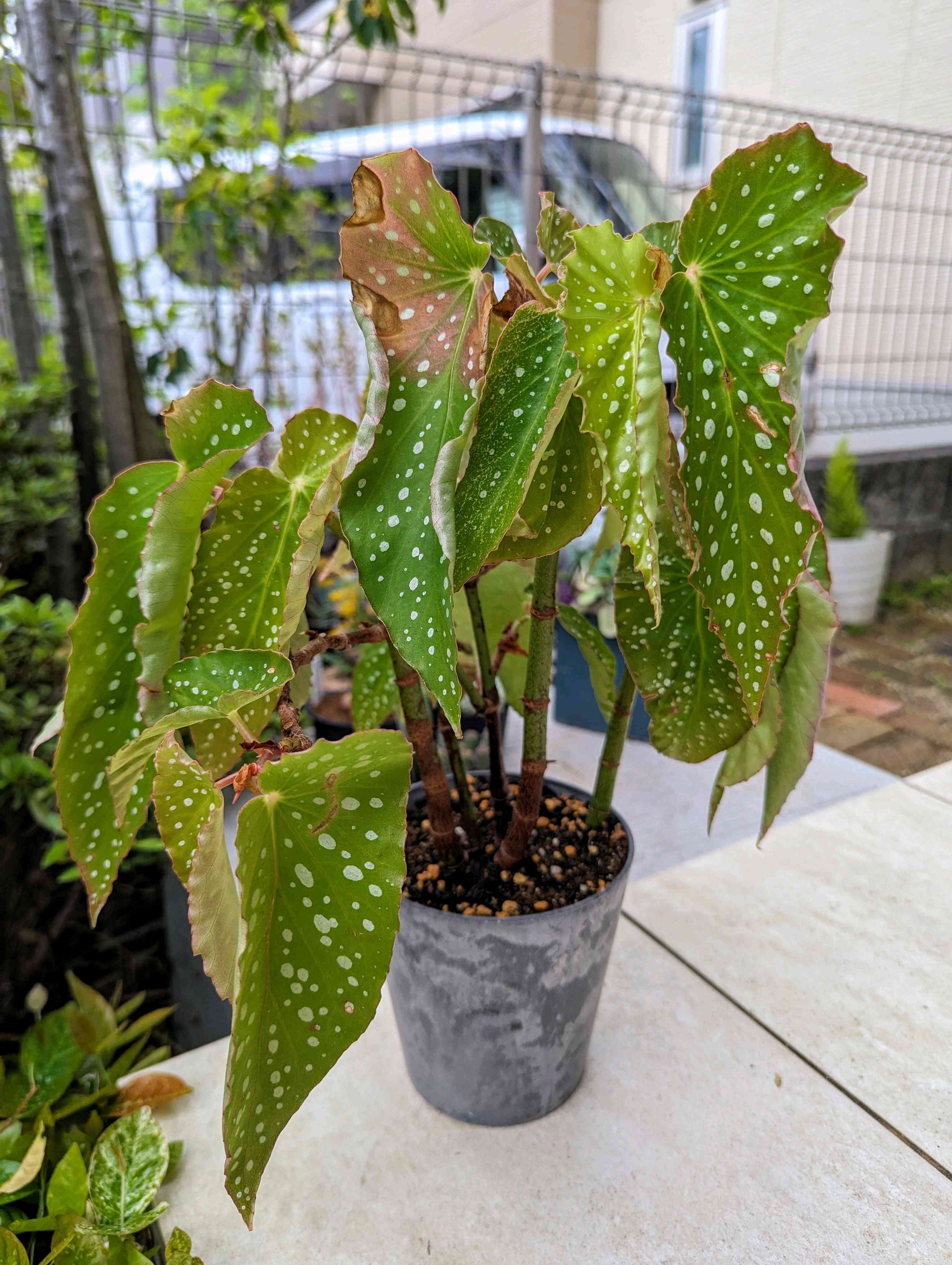 木立ベゴニア そよ風の一覧｜🍀GreenSnap（グリーンスナップ）