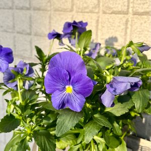 半日陰,青い花,花のある暮らし,ビオラ・パンジー,西日の画像