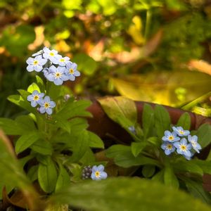 キュウリグサ,ワスレナグサ,ワスレナグサ,青い花,かわいい雑草の画像