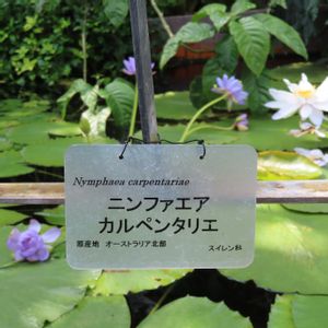 熱帯スイレン,温室,京都府立植物園の画像