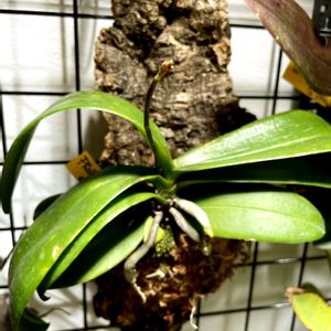胡蝶蘭,Phalaenopsis equestris,ファレノプシス・エクエストリス,花芽,コルク付着生ランの画像