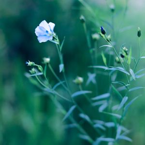 亜麻,ガーデニング,ナチュラルガーデン,青い花,種まきの画像