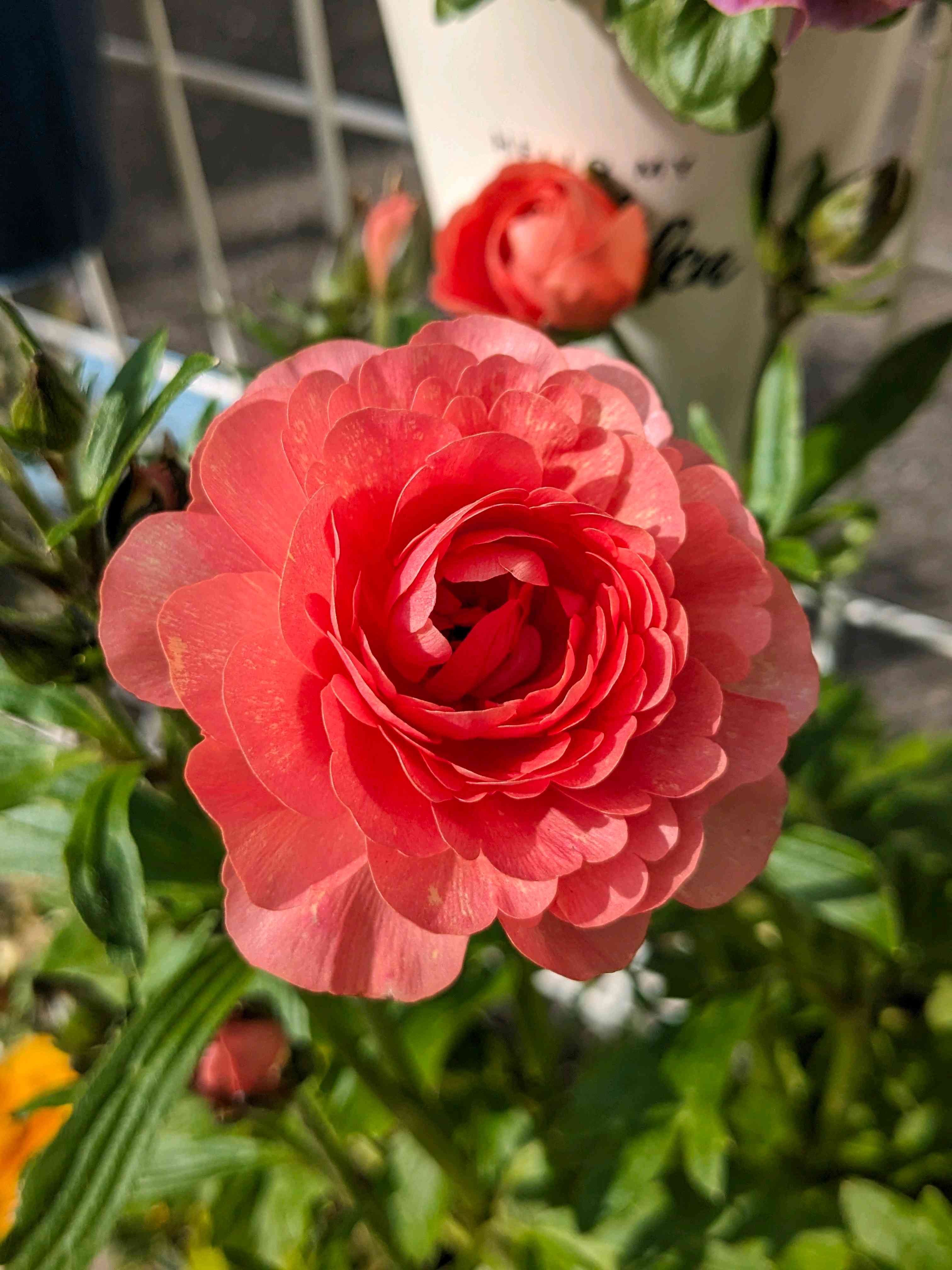 ラナンキュラス・球根の掘り上げ記録｜🍀GreenSnap（グリーンスナップ）