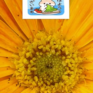 ガーベラ,ビタミンカラー,黄色い花,プランター栽培,家庭園芸の画像