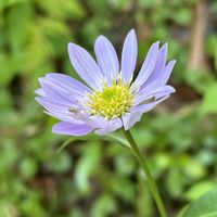 ミヤマヨメナ,ミヤマヨメナ,薄紫色の花,ウォーキング中,山野草大好きの画像