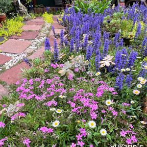 アジュガ,芝桜,エリゲロン,マイガーデン,紫の花の画像