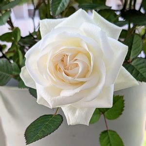 ミニ薔薇♡,ベランダガーデン,白い花,うっとり,バラ・ミニバラの画像