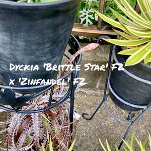 Dyckia 'Brittle Star' F2 x 'Zinfandel' F2,カクタス広瀬,車庫の画像