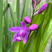 シラン,ラン科,赤紫色,花咲く乙女たち♡,愛の花♡の画像