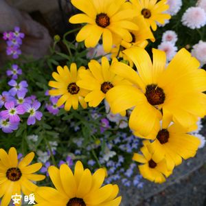 ペチュニア,リナリア,オステオスペルマム　リンポポ,種まき,花のある暮らしの画像