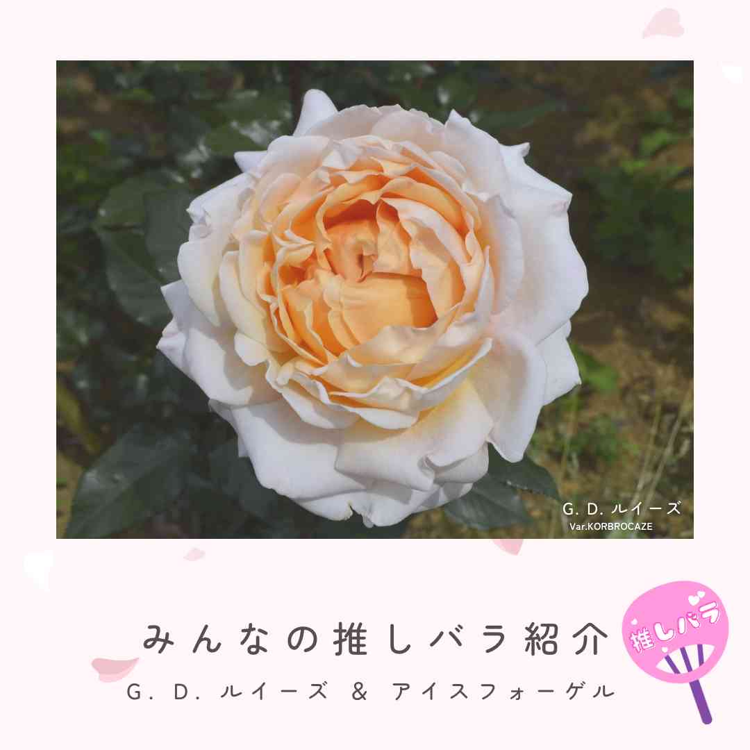 バラの投稿画像 by 京成バラ園芸(株)バラ営業部さん｜薔薇と