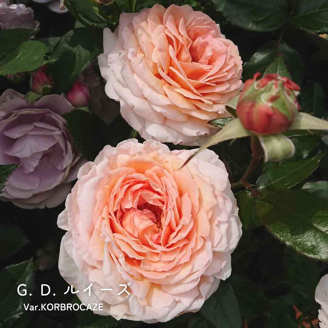 バラの投稿画像 by 京成バラ園芸(株)バラ営業部さん｜薔薇と