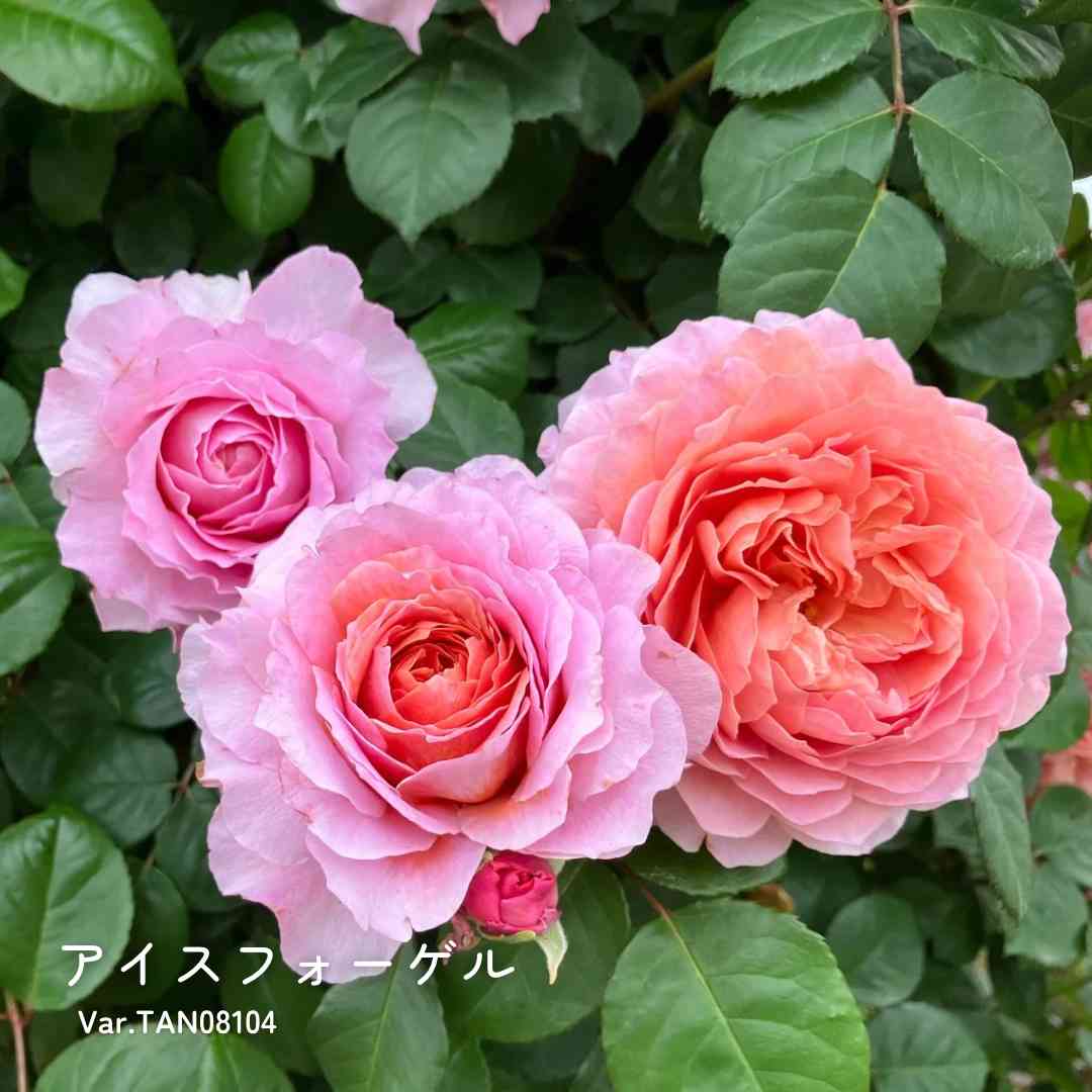 NEW】バラ大苗 希成（きなり） 4.5号ロングポット 京成バラ園芸