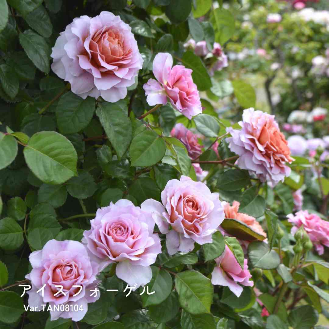 バラの投稿画像 by 京成バラ園芸(株)バラ営業部さん｜薔薇と