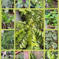 ハーブのある暮らし,葉っぱ好き,横浜,ハーブ大好き,香りのある植物の画像