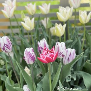 チューリップ,小さな花壇,花のある暮らし,おうち園芸,耐寒性ゾーン6bの画像
