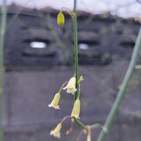 アスパラガス,アスパラガスの花,プランター 栽培,プランター植え,アスパラガス  ボールトムの画像