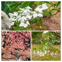 ドウダンツツジ,ユキヤナギ,お散歩,白い花,花のある風景の画像