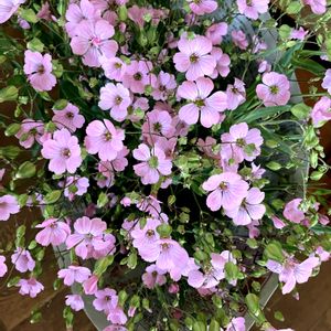 サポナリア,かわいい,花束,ピンクの花,いっぱいの画像