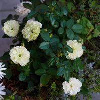 バラ,バラ,ミニバラ・グリーンアイス,寄せ植え,花を飾るの画像
