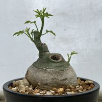 パキポディウム,アデニア・グラウカ,塊根植物,コーデックス,花のある暮らしの画像
