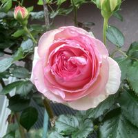 エケベリア属,ガーデニング,ウッドデッキ,クレマチス♬,ばら バラ 薔薇の画像