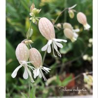 シレネ・ブルガリス(シラタマソウ),白い花,種まきっ子,多年草,ハーブのある暮らしの画像