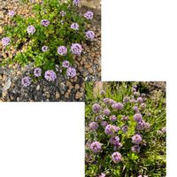 クリーピング タイム,グランドカバー,春の庭,ピンク色の花,富山支部の画像